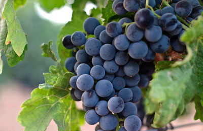 Les Castes – Petite Sirah