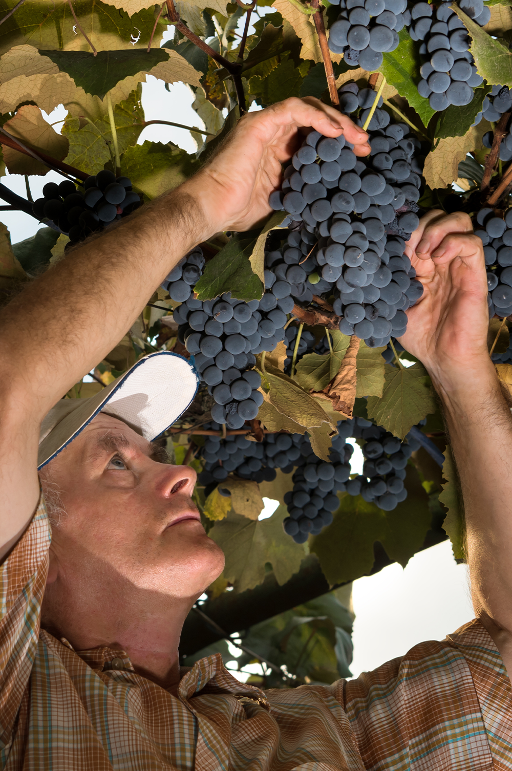 Vins de l’Hémisphère Sud – Au “printemps”, c’est la vendange !