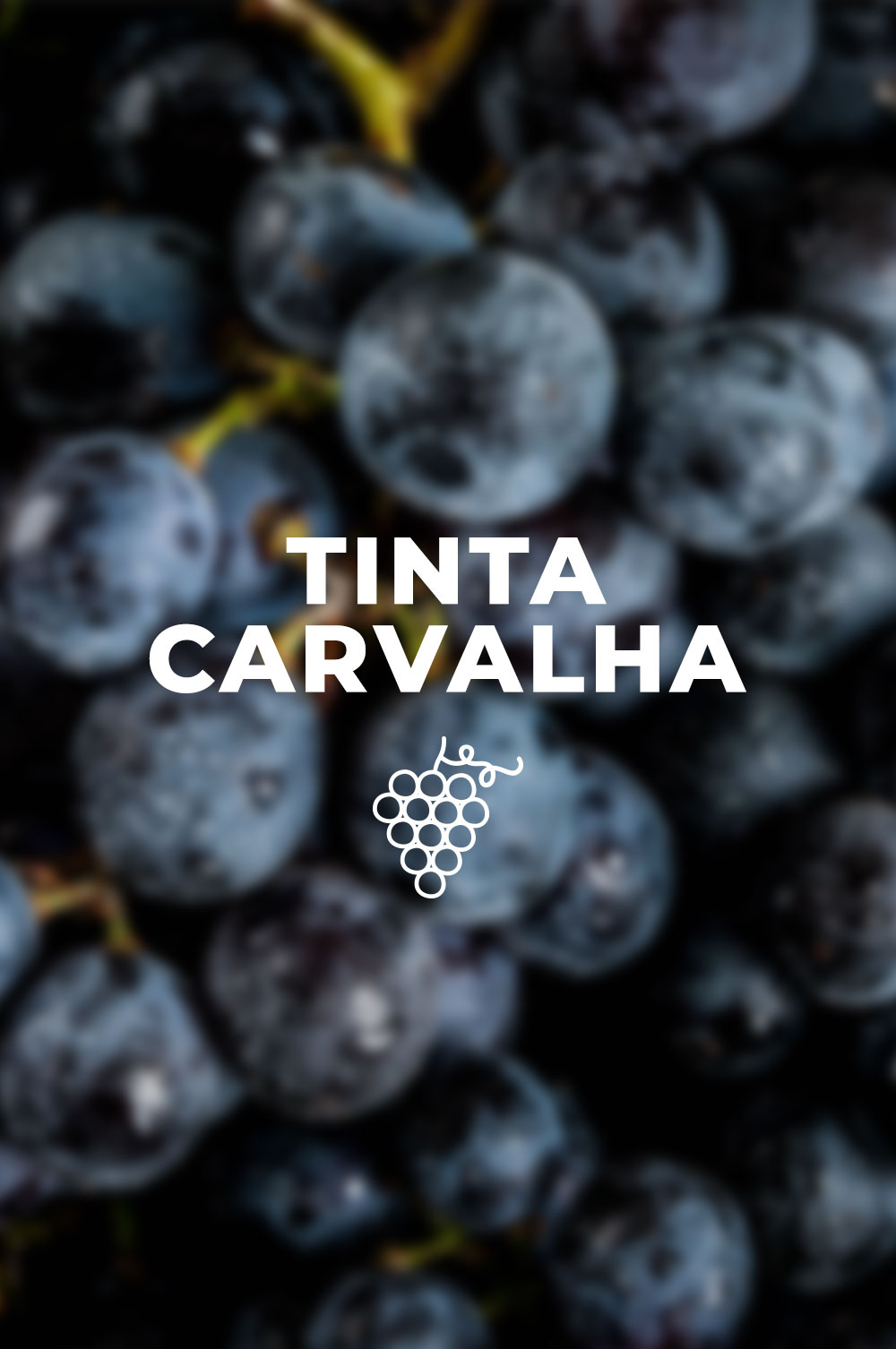 Un toast à la Tinta Carvalha, avec un vin d’António Maçanita!