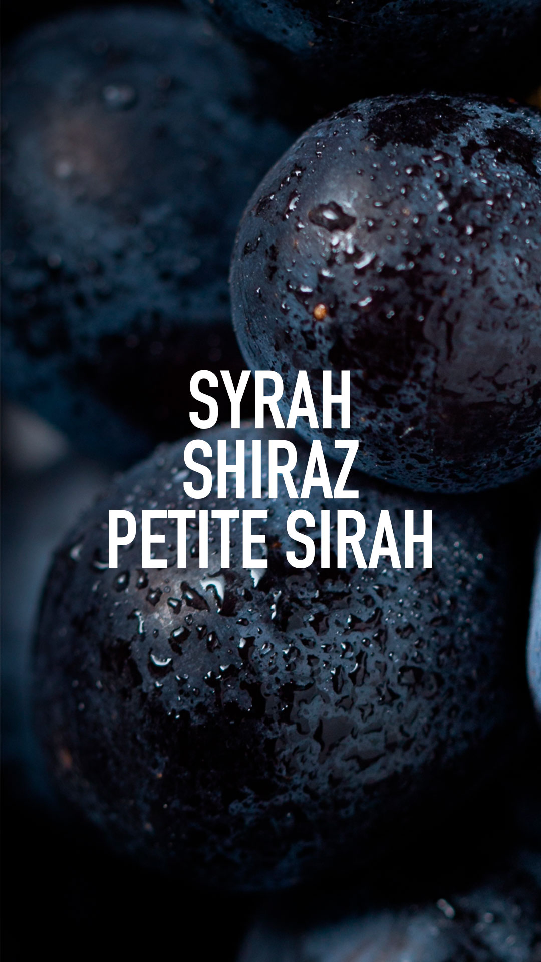 Syrah, Shiraz et Petite Sirah : Sont-elles la même variété de raisin ?
